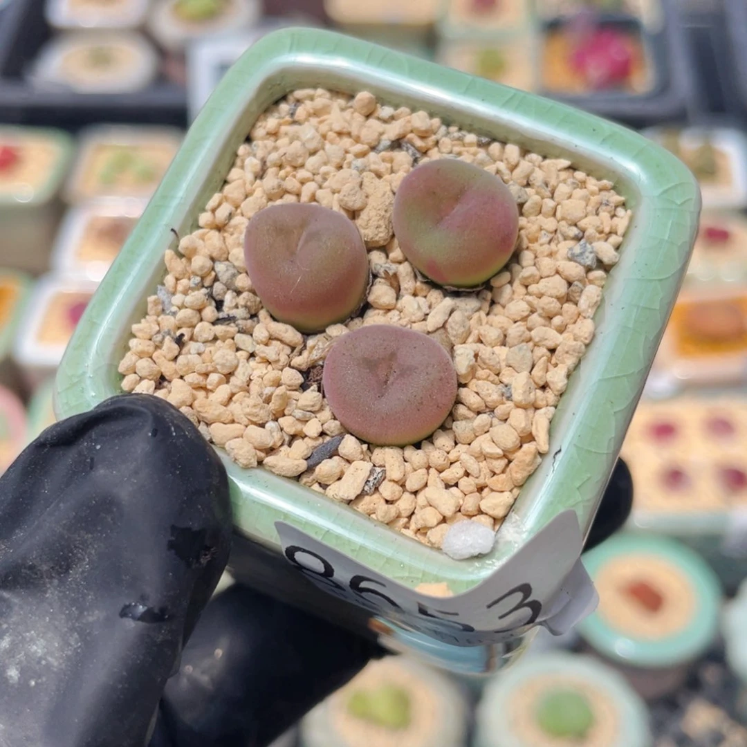 无花朵8653--一物一拍 带盆