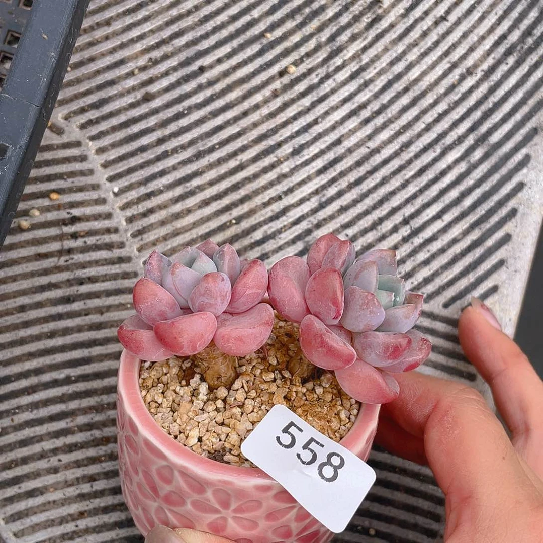 558爱丽儿。