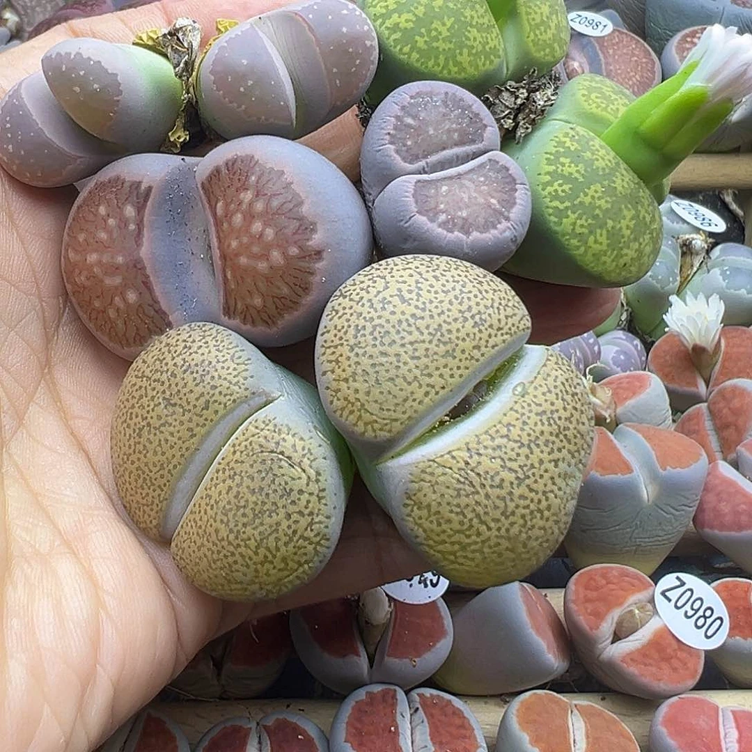 992 清货福利不售后