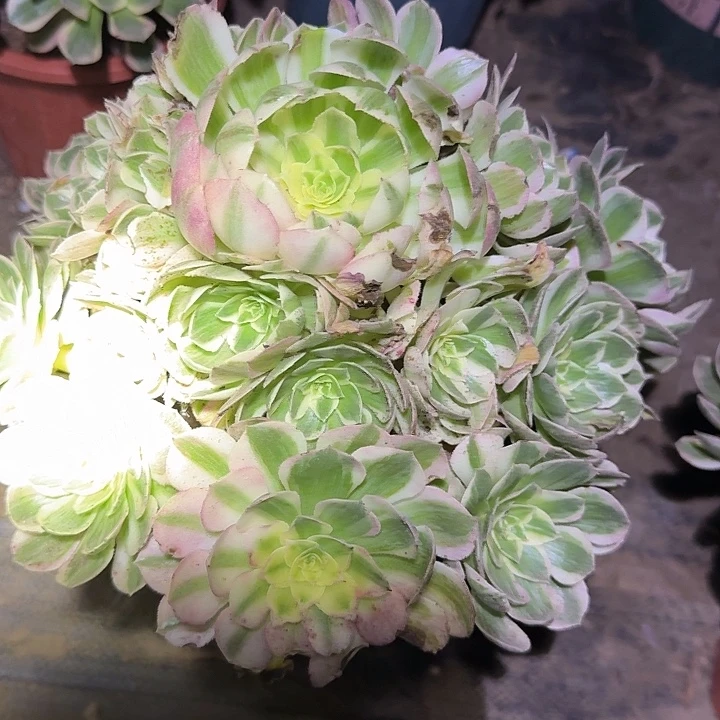 精品海王捧花亏本福利