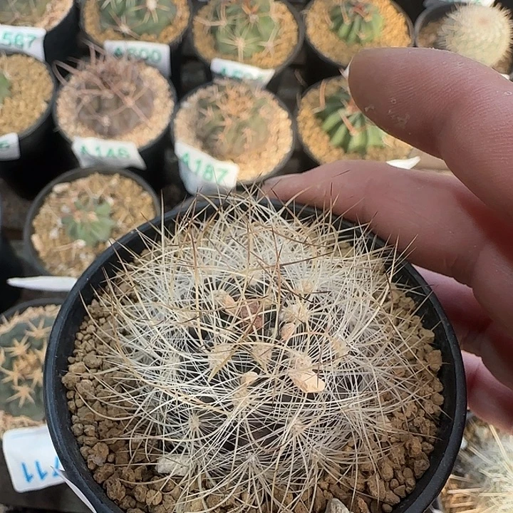 混乱玉 实生仙人球598