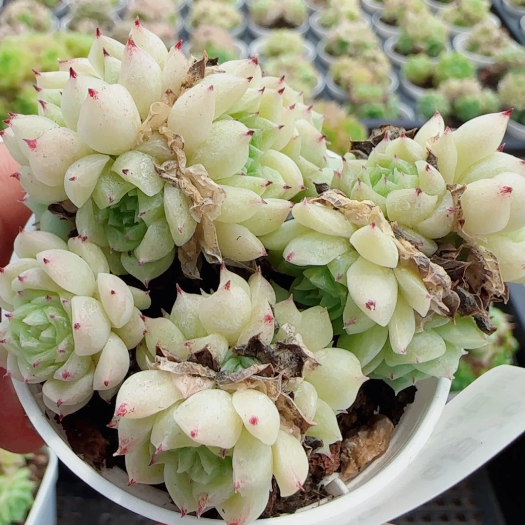 花语逸镜0626-139散