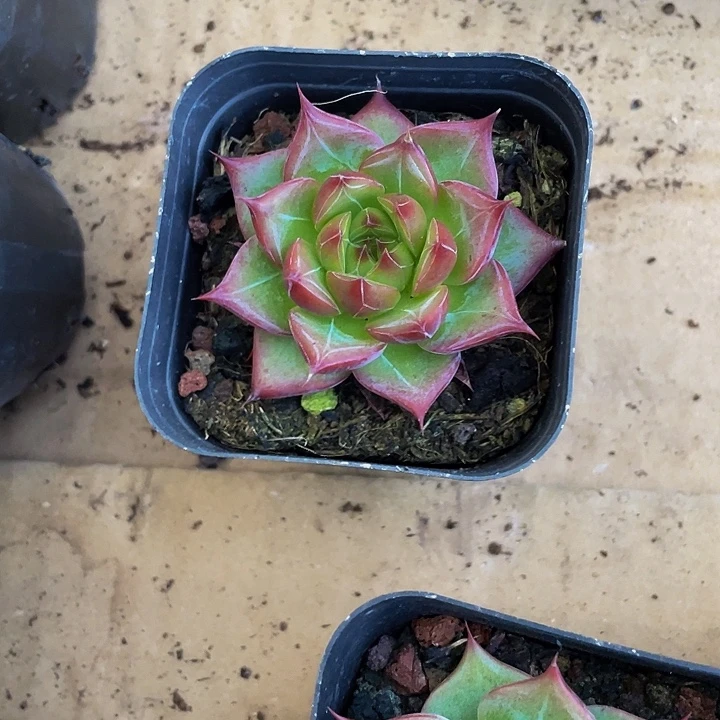 鸵鸟4.8带盆土发货