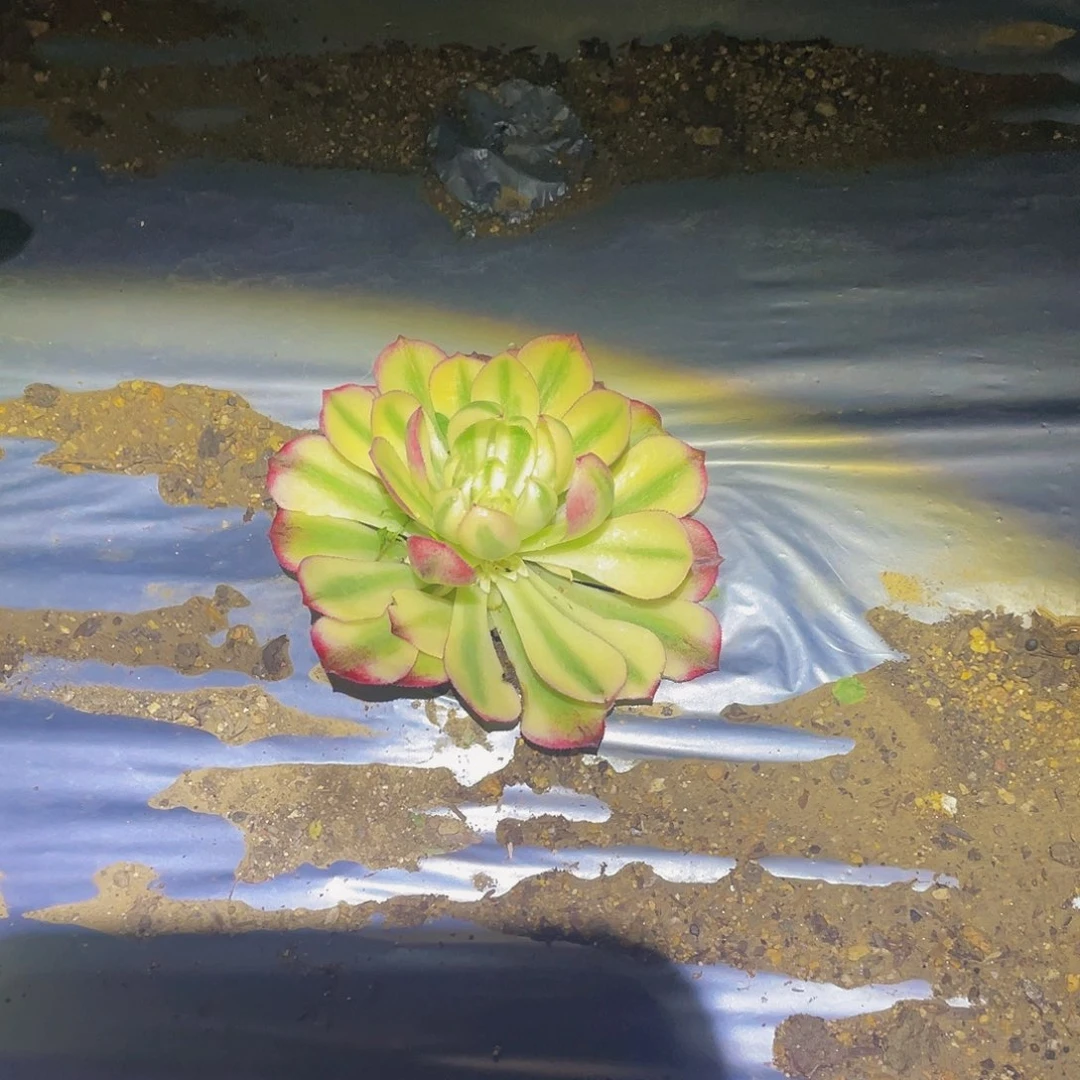 1399海神白多肉植物