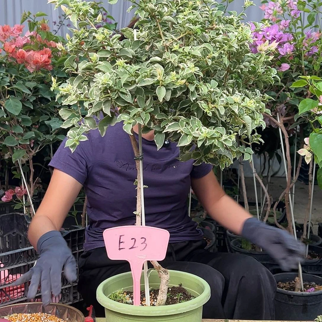 陈***陈大部分花苞少量开放E23少女心