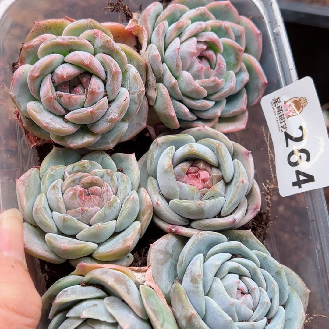 多肉植物多肉植物