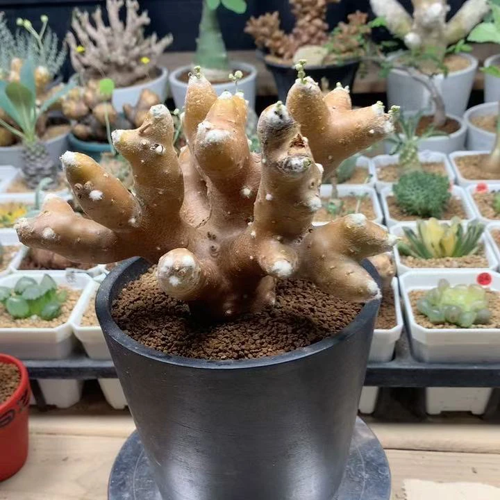 雪露厚敦菊杂交脱土