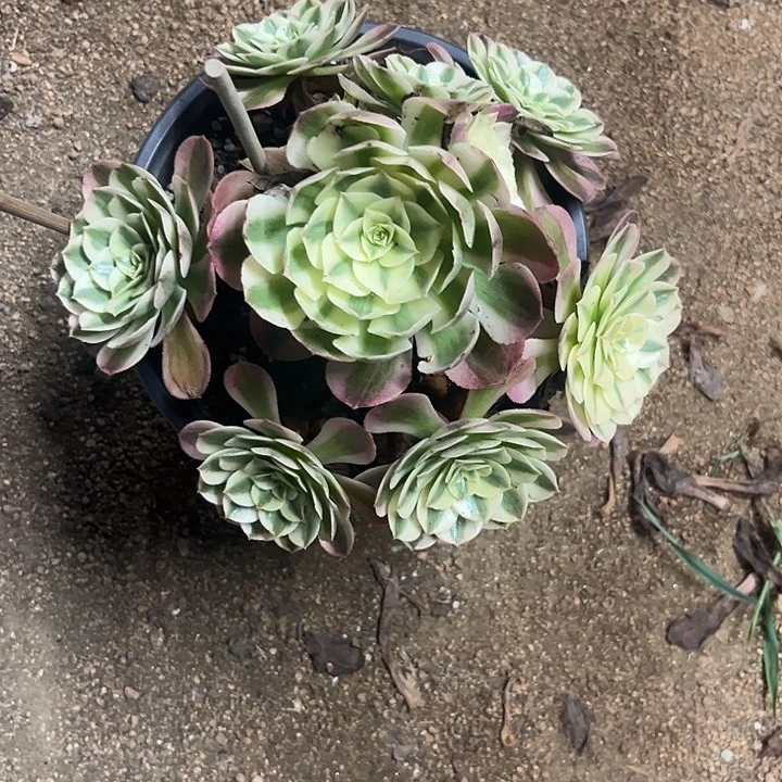 月***儿多肉植物倾城锦……