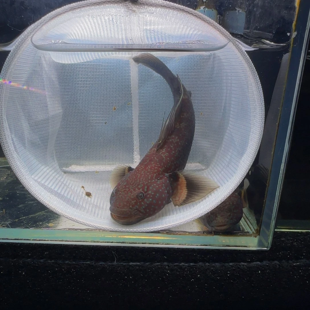 海水鱼短棘稿12.5一个