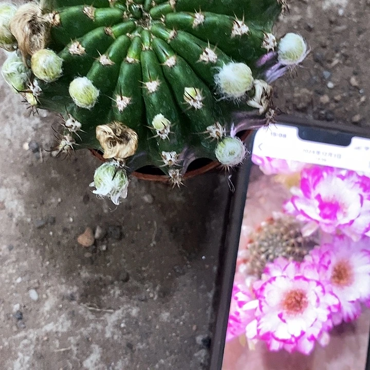 妖碟丽花,5公分左右