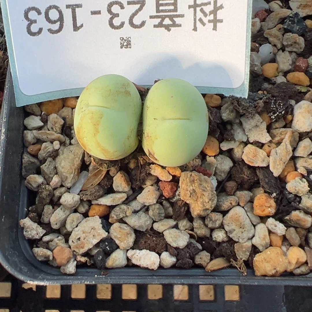 ✢***✢23-163肉锥多肉植物，