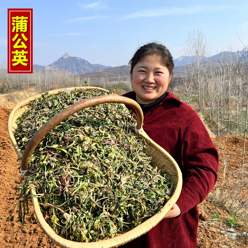 25年新货正宗野生蒲公英整颗带根晒干婆婆丁500克包邮