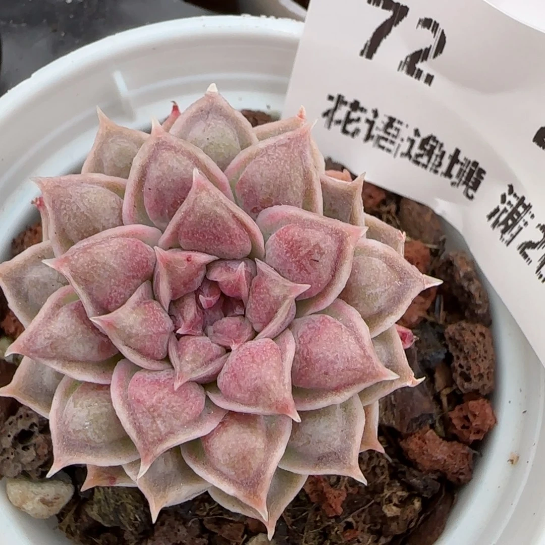 花语逸镜0208-72弥漫