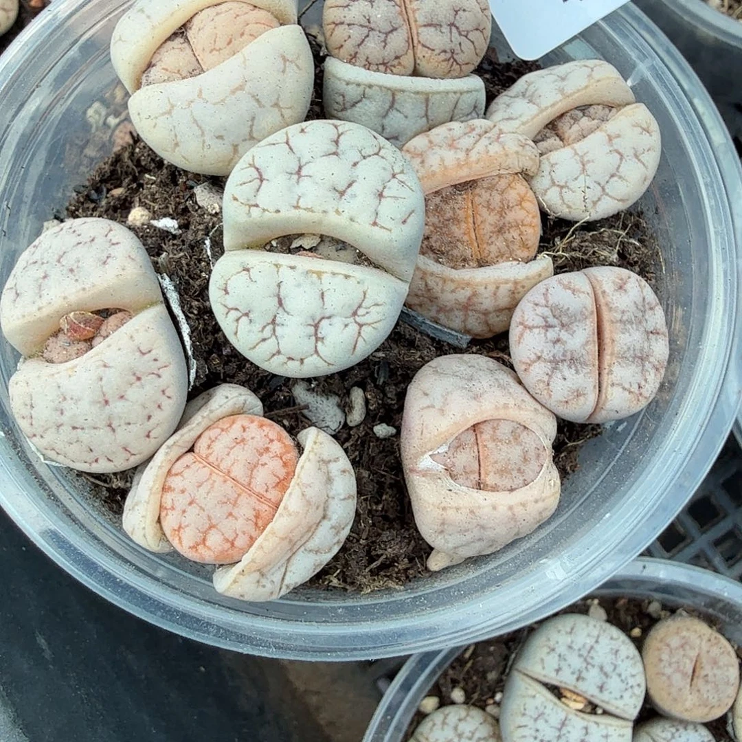 这个点睡一回是416