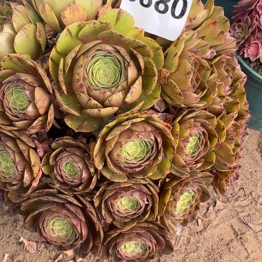 惜**下法师万包子发18-10无售后0380