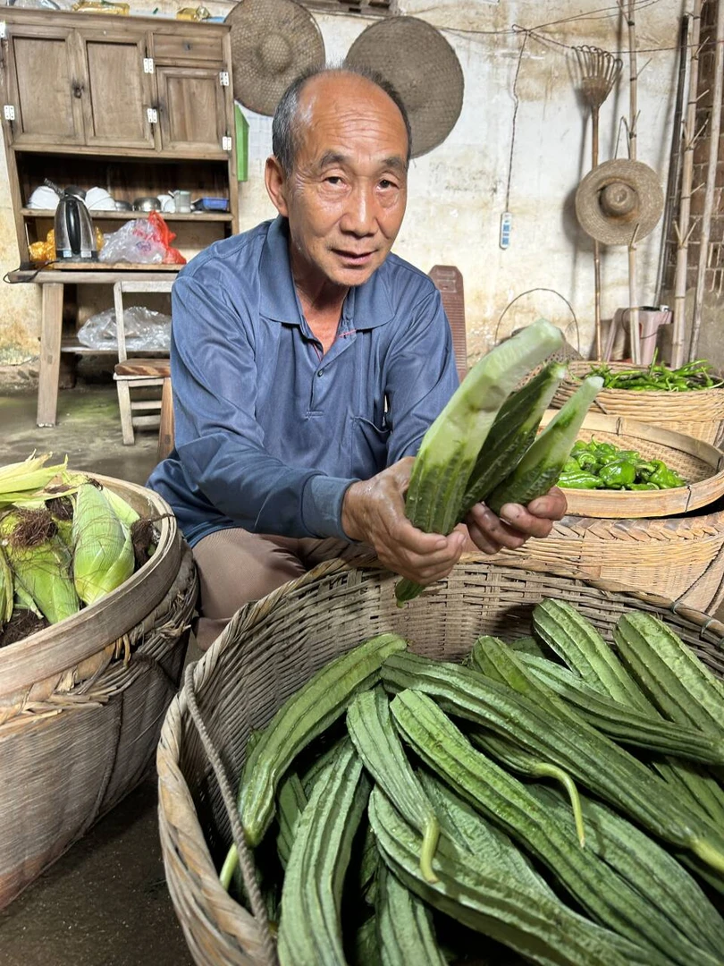 丝瓜湖南农家赶集新鲜棱角丝瓜八角瓜现摘大肉清甜农家当季蔬菜
