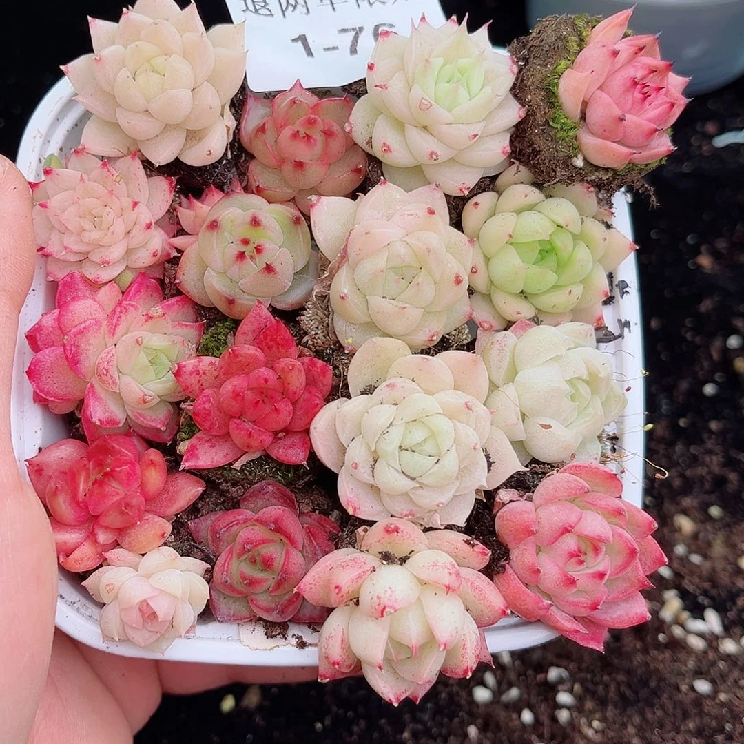 1-76 新疆西藏内蒙不发12.8包邮