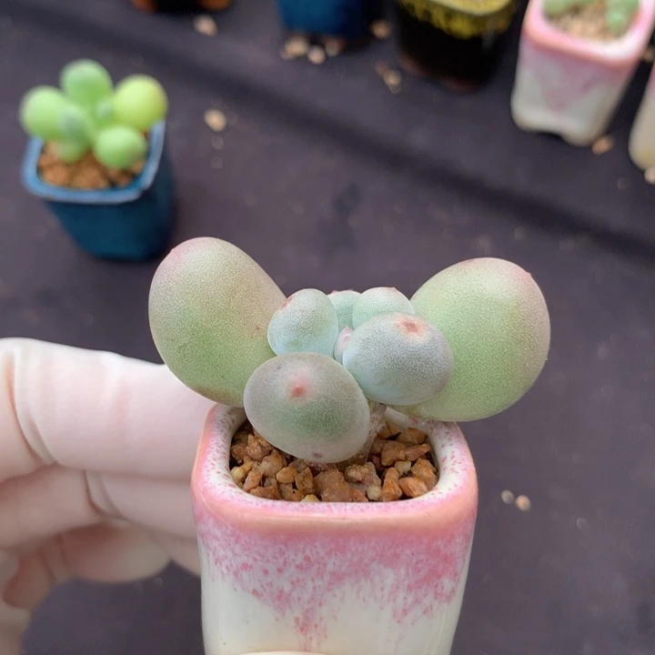 米可奶酪 木质老桩