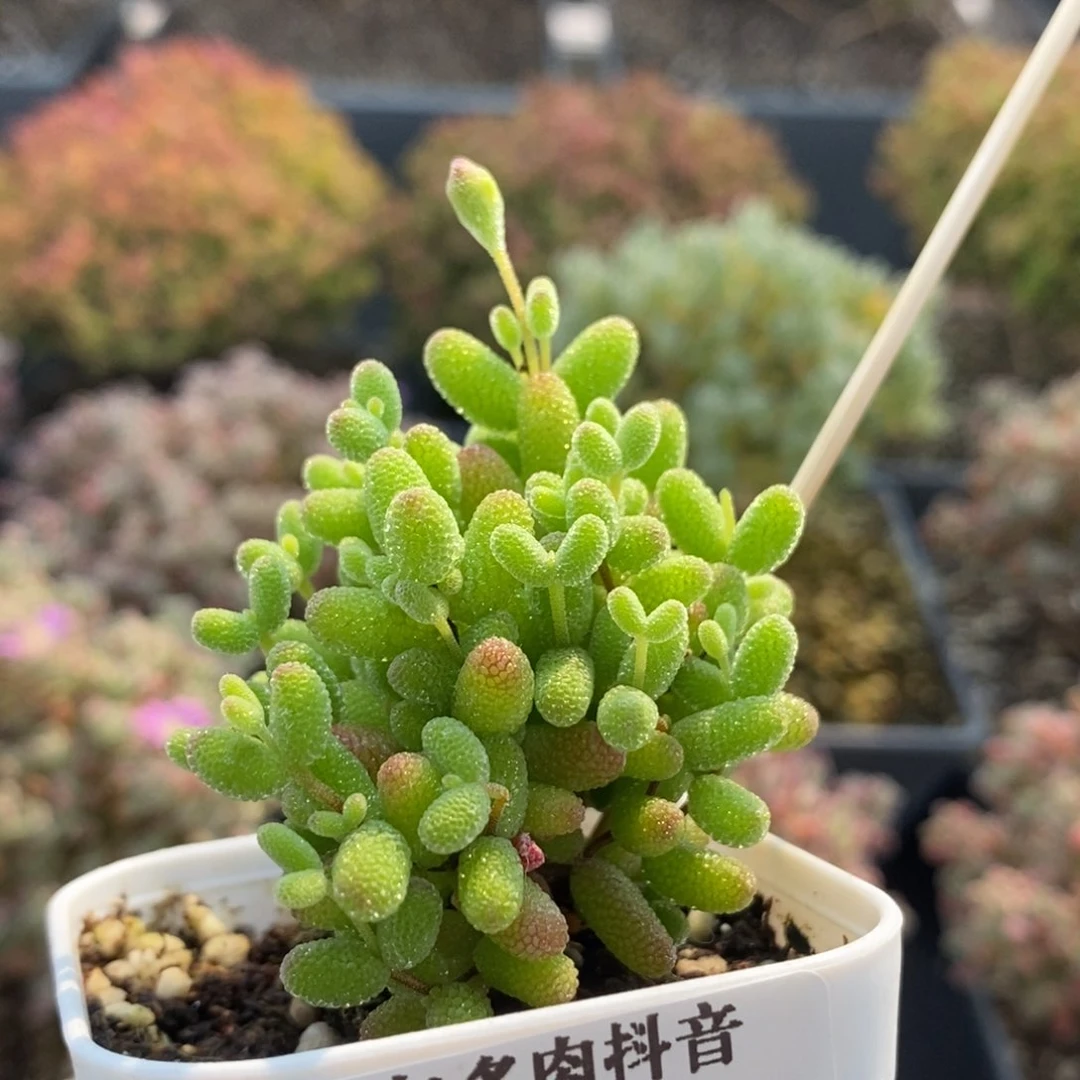 金橘糖球7538枝干番杏