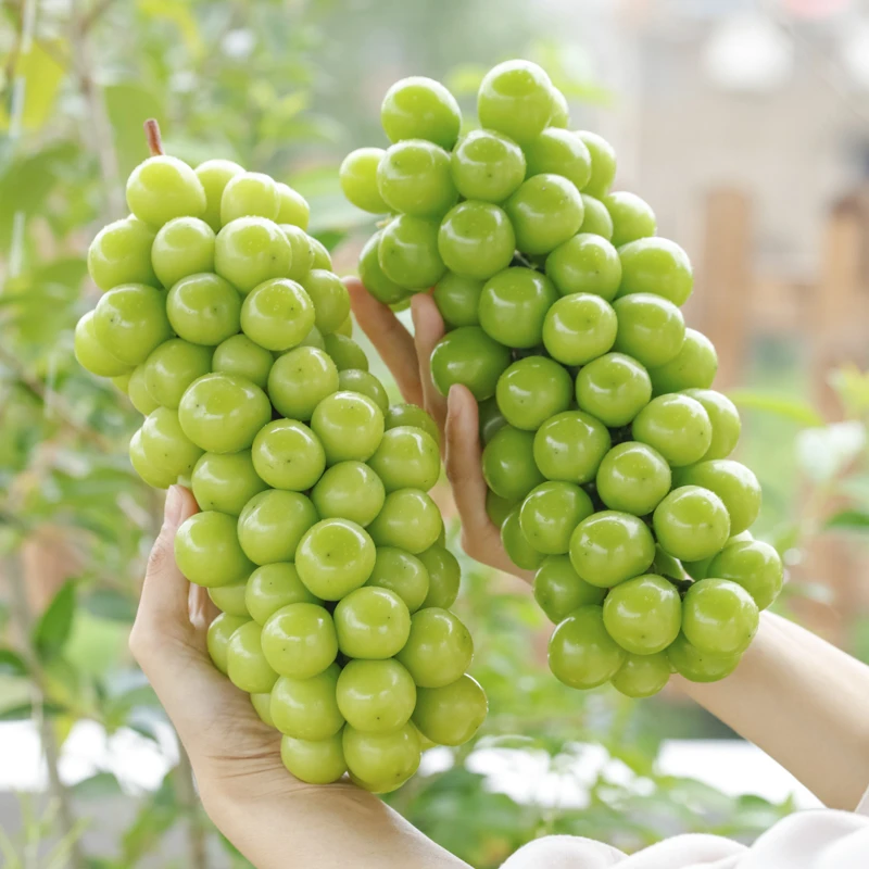 【顺丰明日达】云南阳光玫瑰葡萄晴王无籽青提新鲜采摘5斤装水果云南省