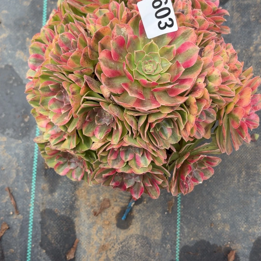 603雨河多肉植物福利