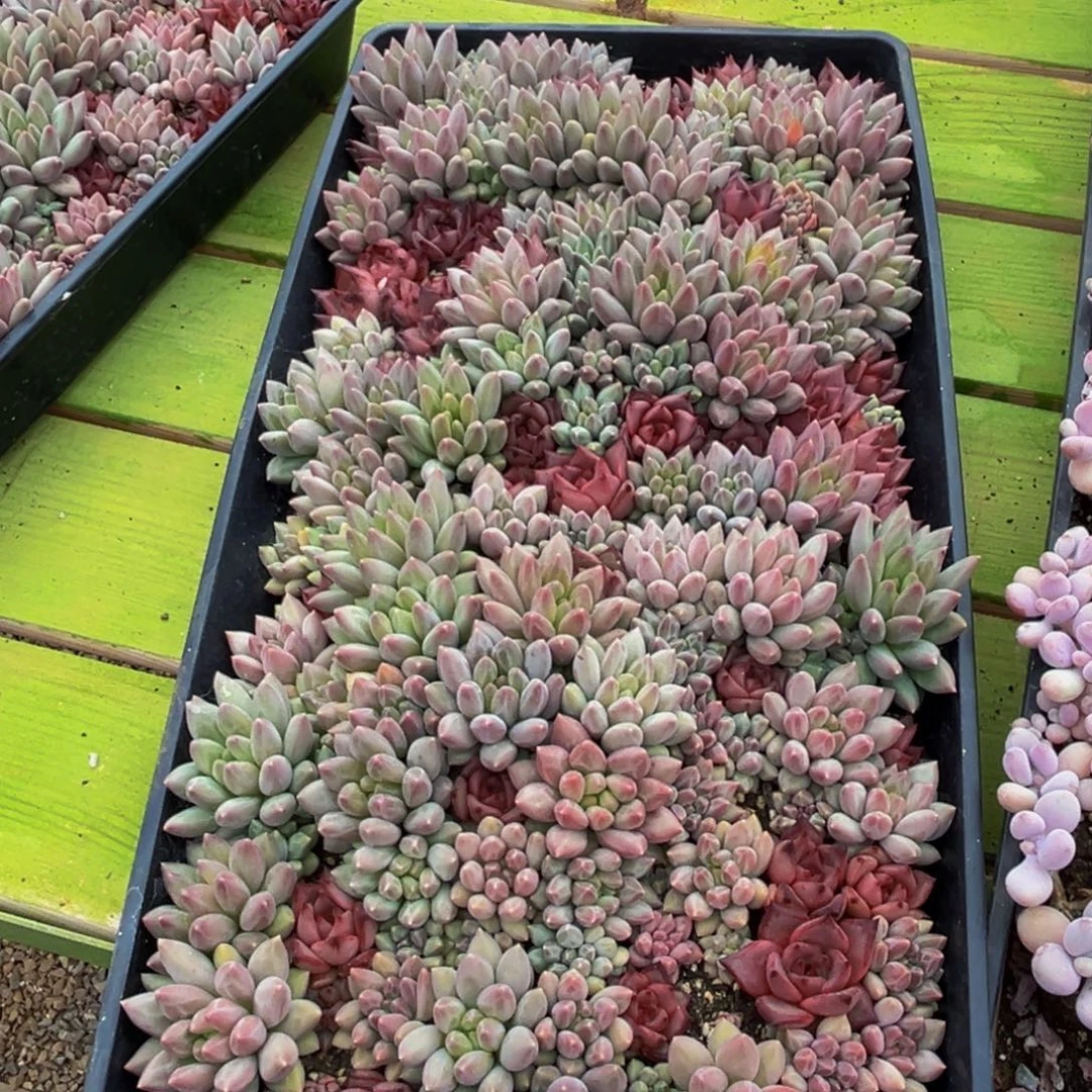 冰***瓜168多肉植物和植物在