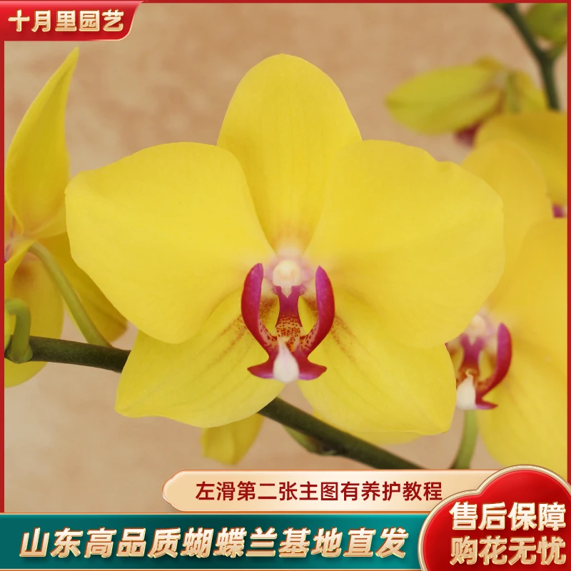 十月里蝴蝶兰【摩登娜 双梗发货】安祖原杯带花带花苞发
