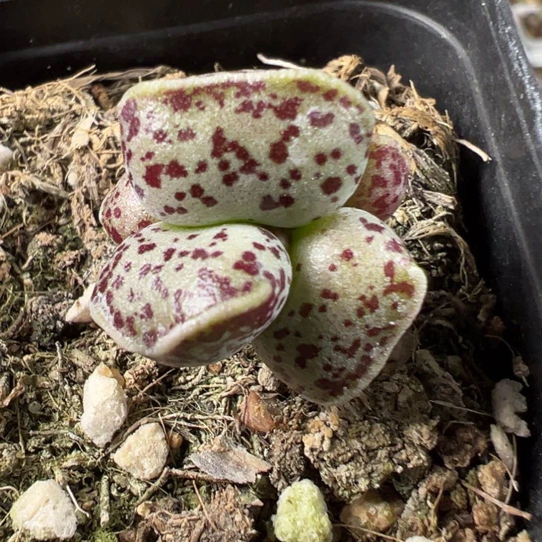 达摩海豹水泡多肉植物水泡