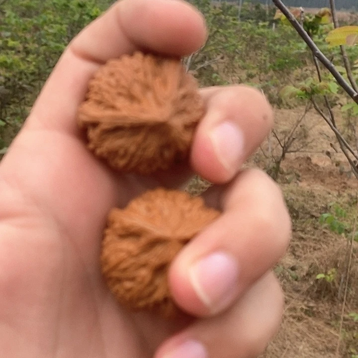 完全开放拾*麻核桃树御龙粗筋