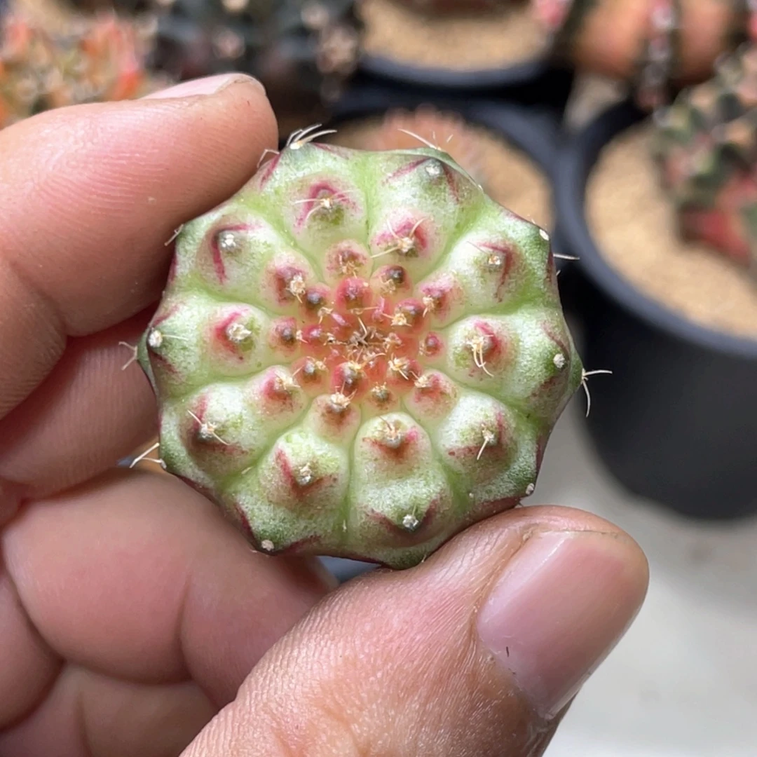 当前无花朵，栽培后可花朵梦想轮回18