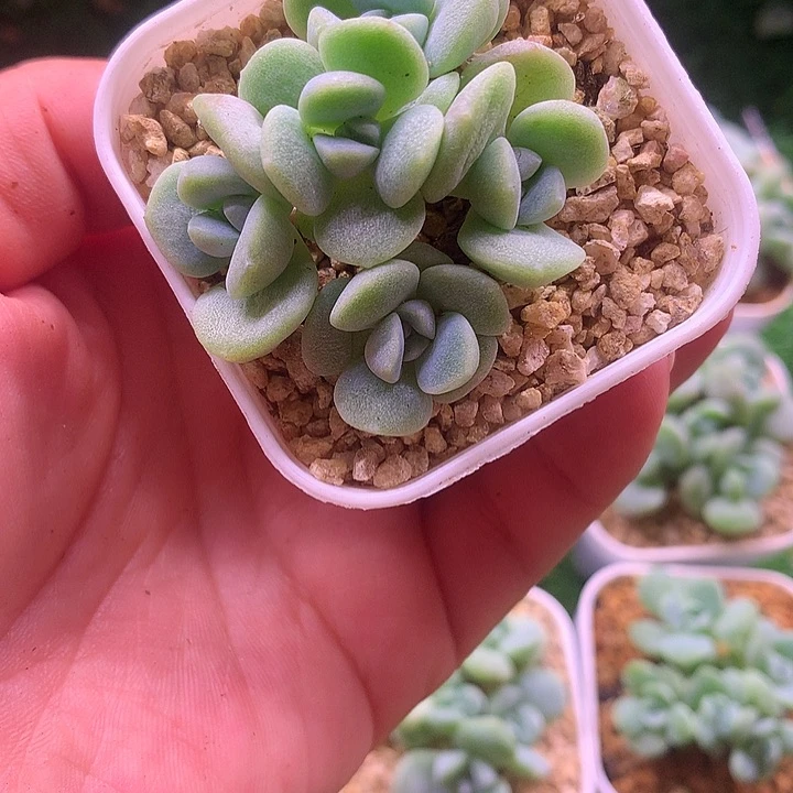 冰玉群生一物一拍