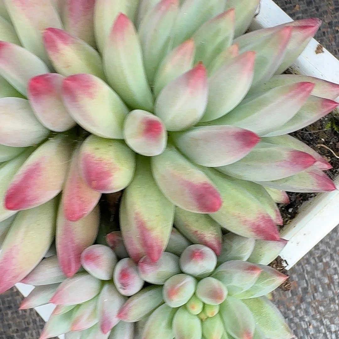 白虞美人一颗福利炸