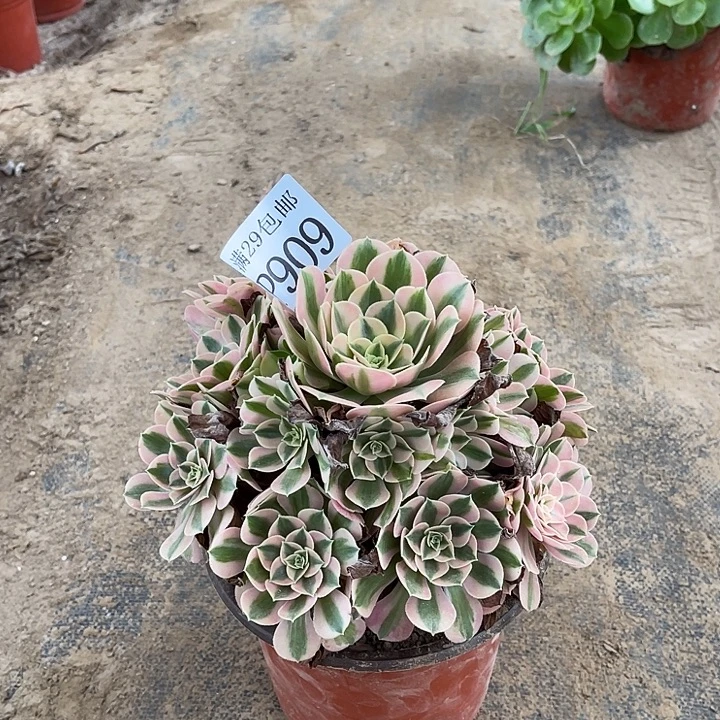 909粉女巫多肉植物
