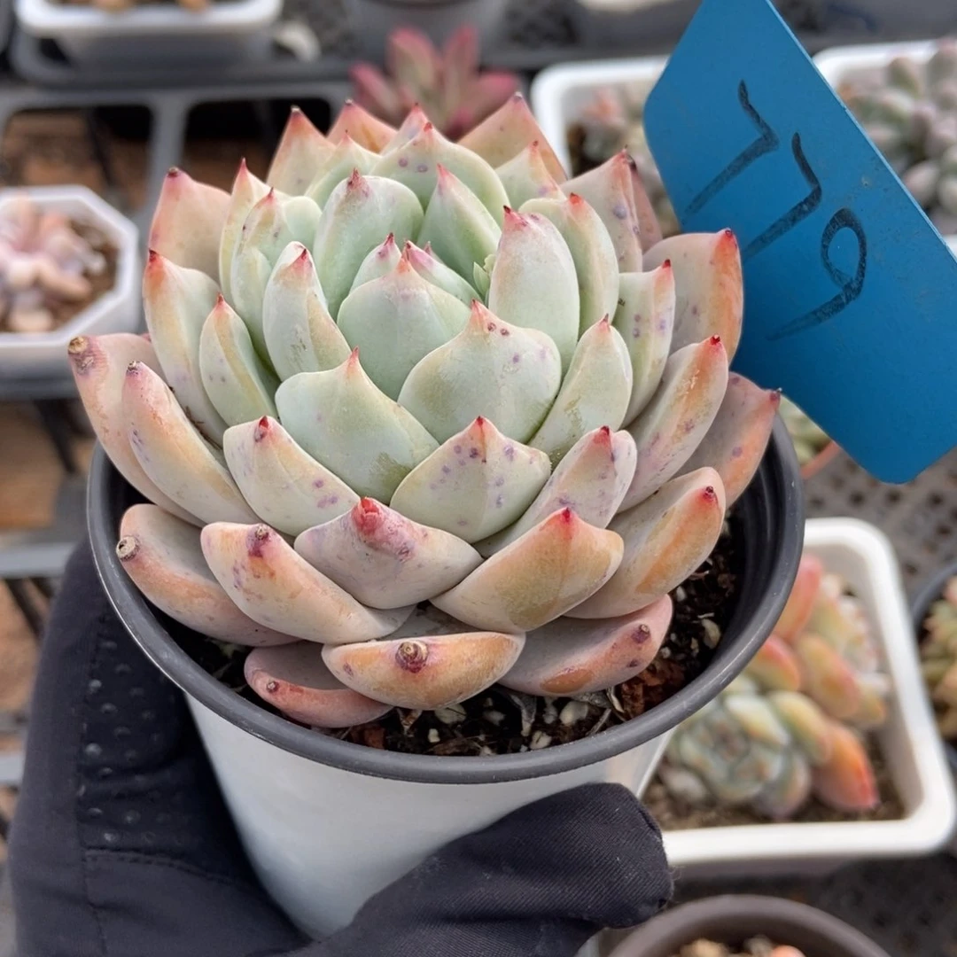 779粉蓝鸟杂多肉植物保护