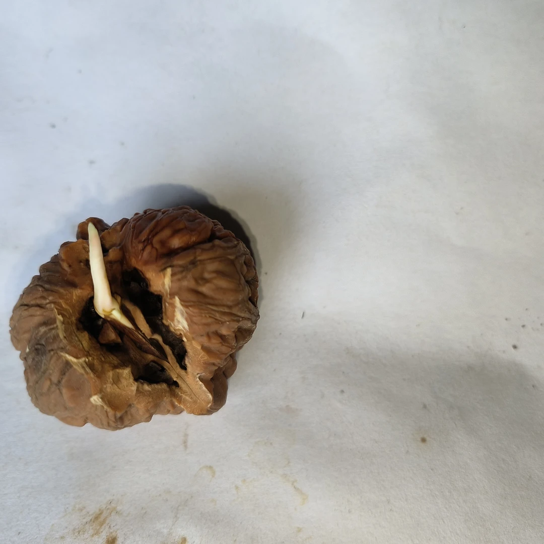 文玩核桃平果园刚发芽，带椰砖土一块文玩核桃种子