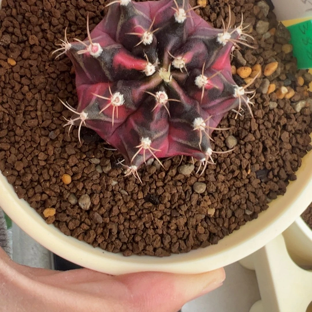 579 好看的米哈冲冲冲