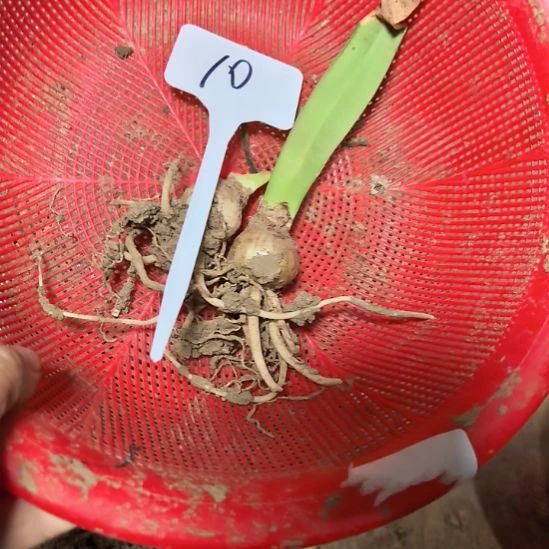 当前无花栽培后可以开花10