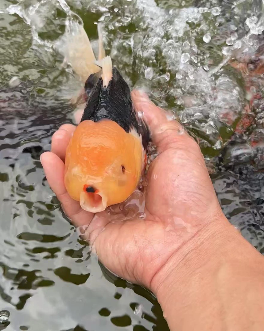 原泰玛丽苗（含促发色饲料1斤）