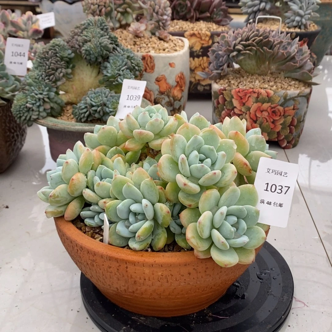 冷香群生多肉多肉037