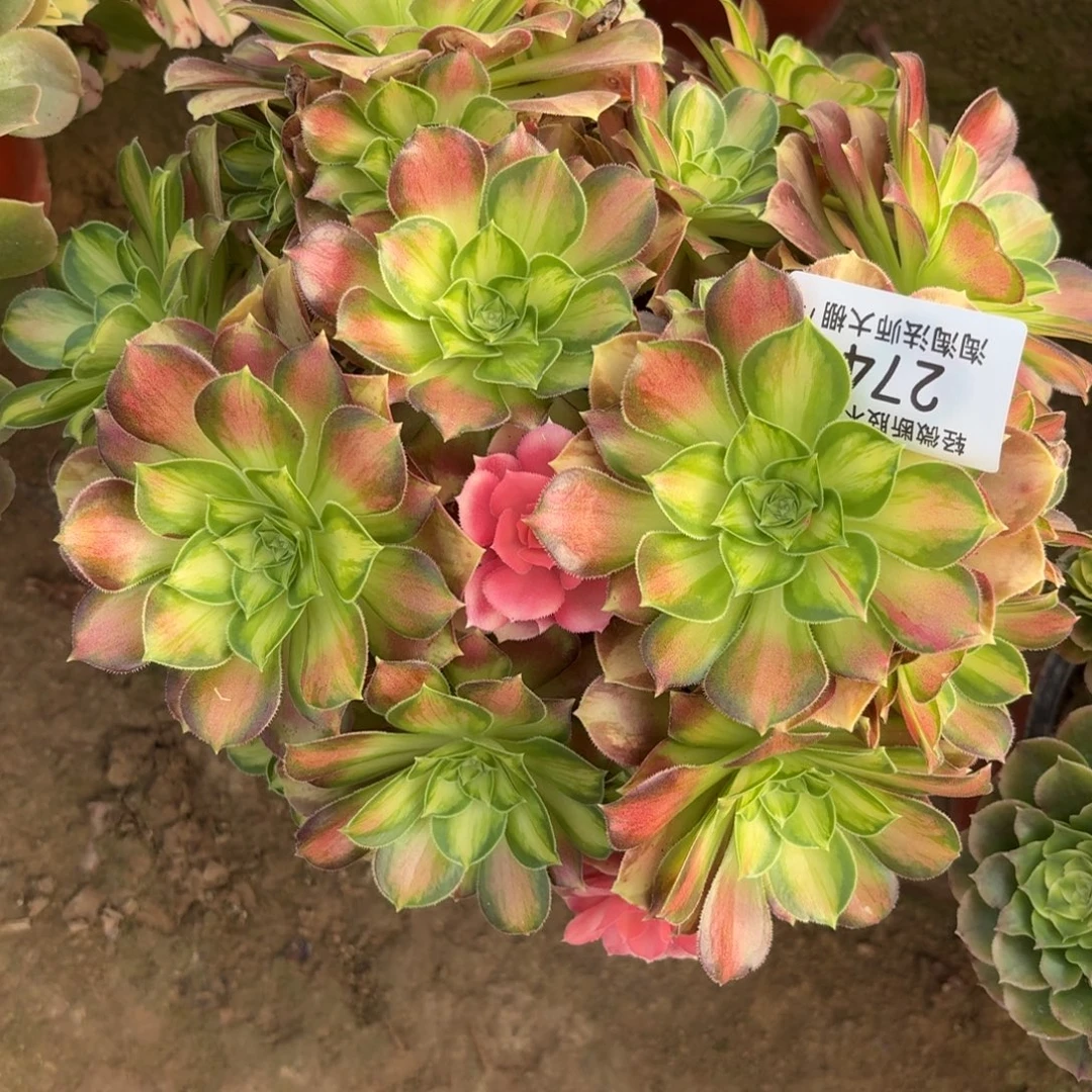 274韶华多肉植物法师