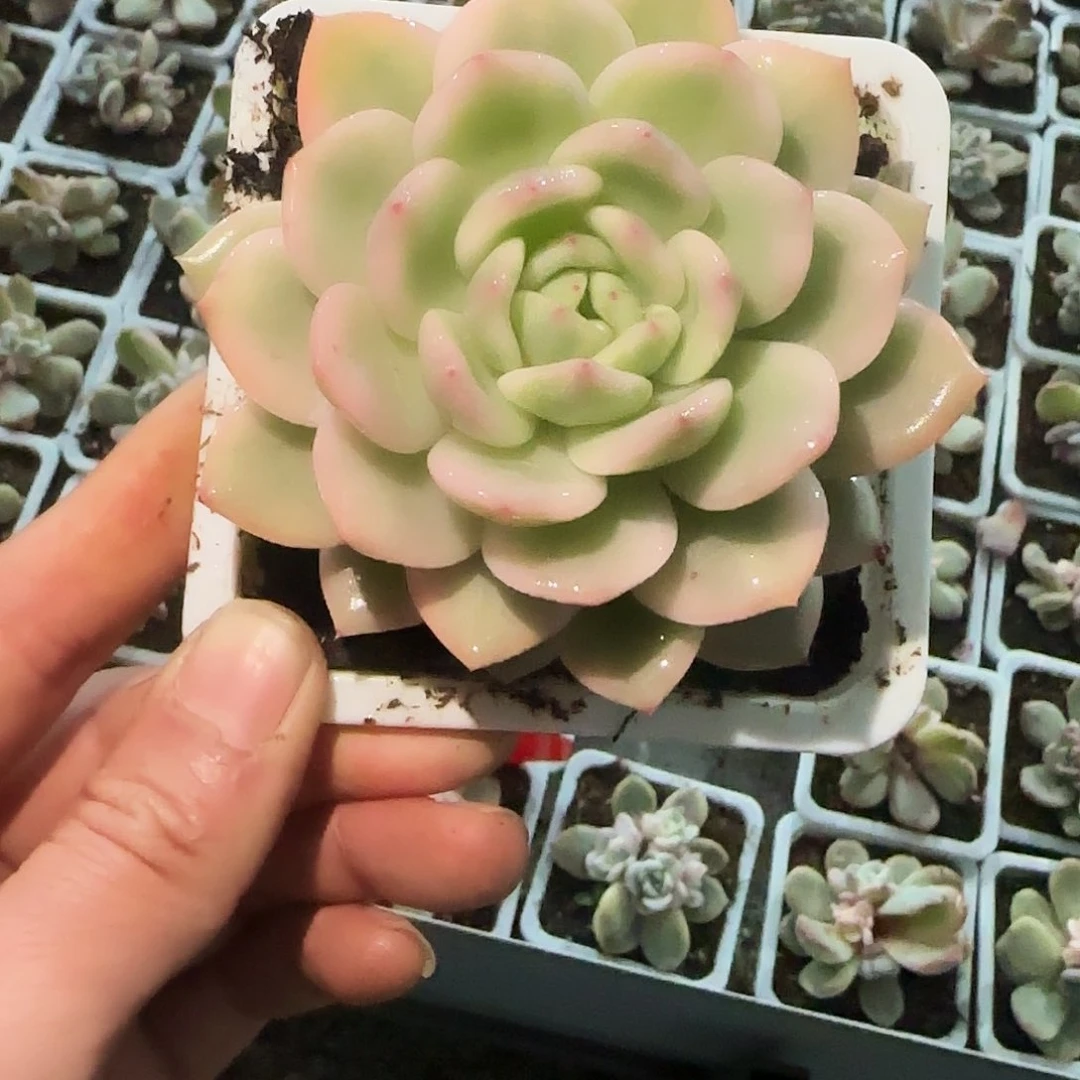 梦露锦多肉植物小单头