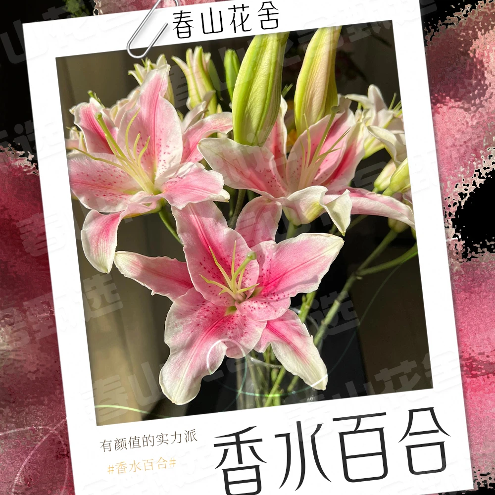 【香水百合】赠营养液丨多头百合拍两单发：顺丰或冷链（送货上门）