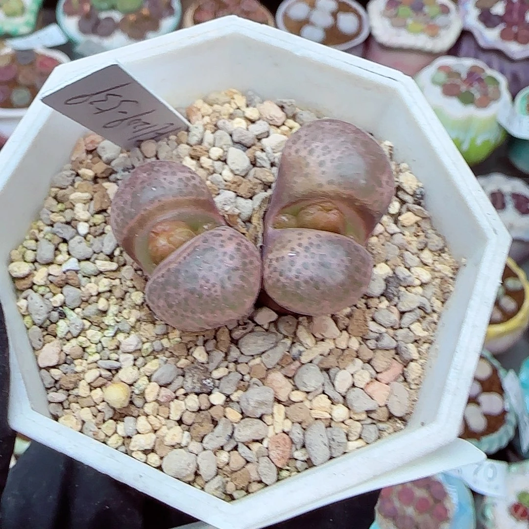 生石花满18包邮1031-118