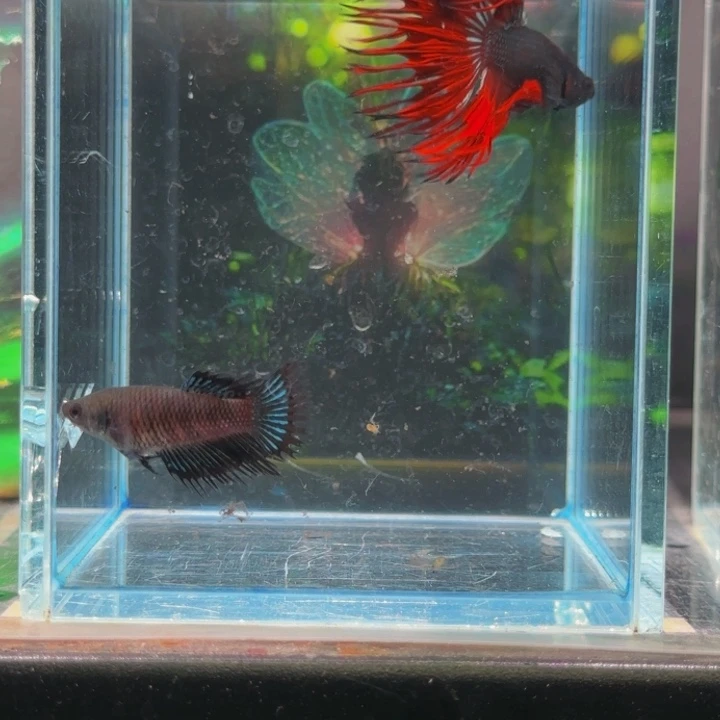 斗鱼我们就这样一个孩子来