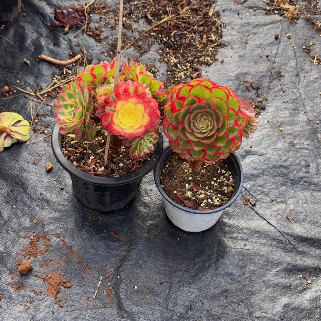 8888小老庄多肉法师锦