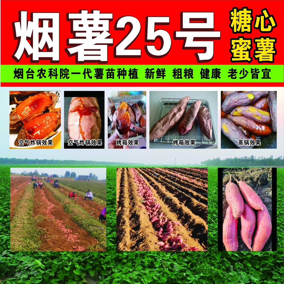 正宗山东农科院苗真烟薯25号糖心蜜薯番薯烤有机红薯稀软红皮建水