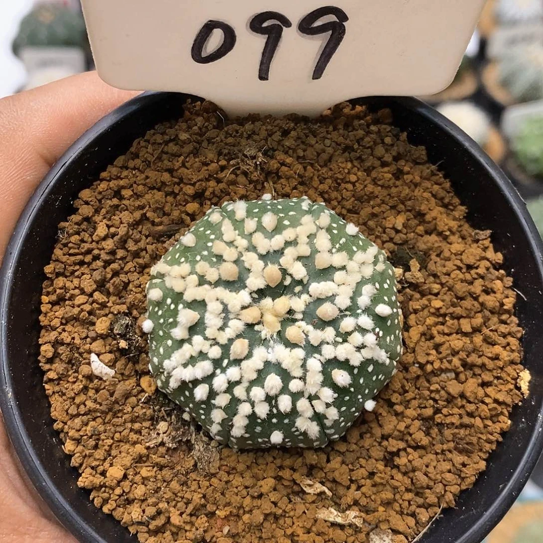 099花园特价咯福利来了