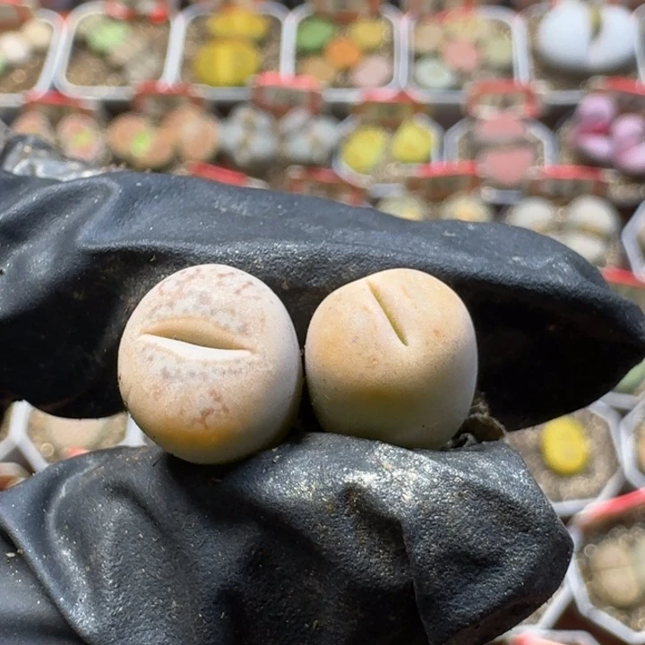 生石花33:：：。  53号