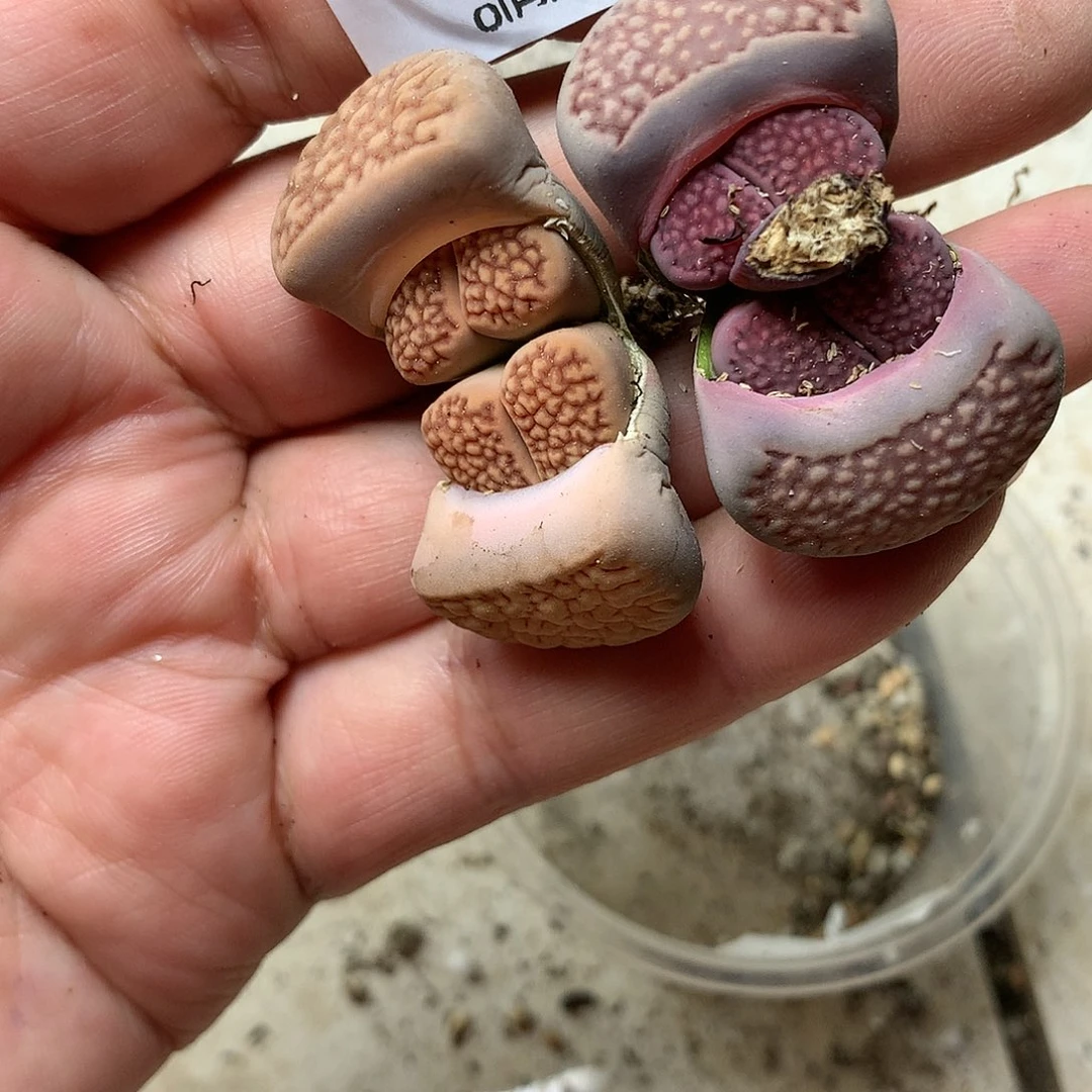 C713多肉植物保护研究所