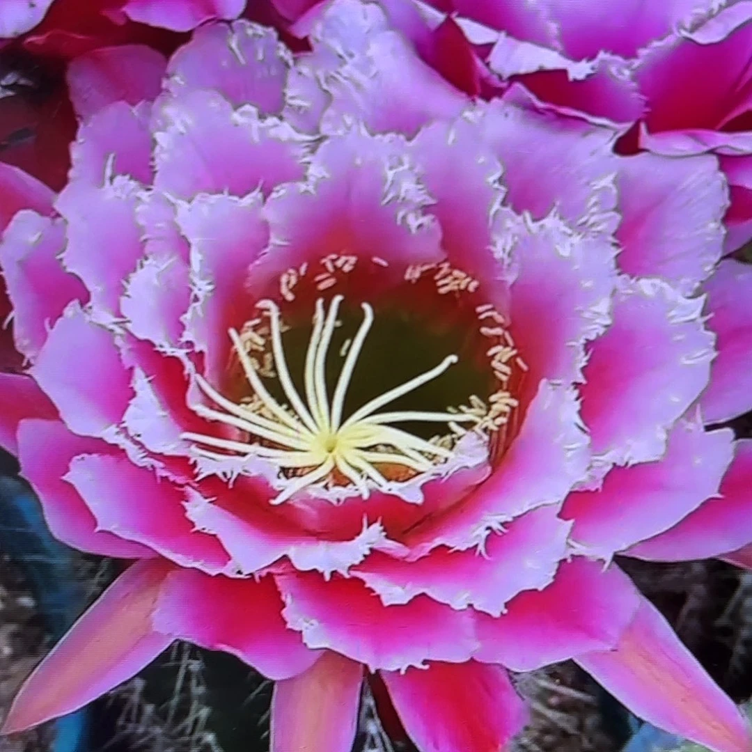 仙女毛侧牙20包邮35